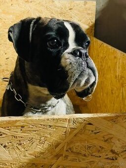 Nemecký boxer