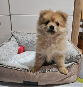 Pomeranian