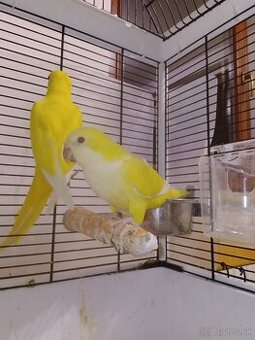 Mníšek šedý lutino