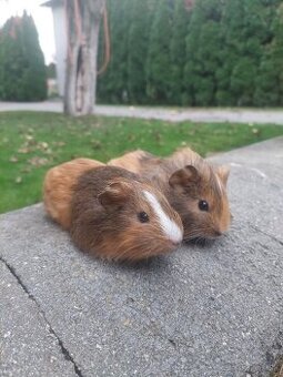 Morské prasiatko, morča