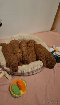 Pudlik pudel trpasličí-stredný fenky