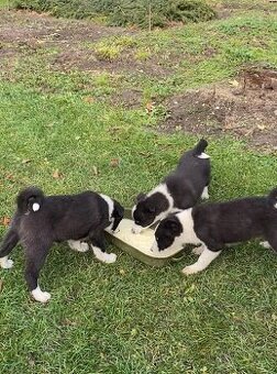 Karelsky Medvedí Pes