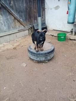 Šteniatka nemecký ovčiak