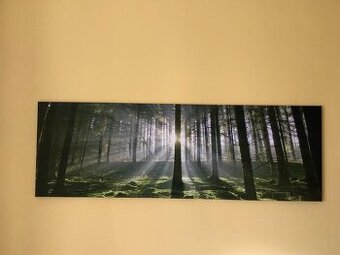 obraz na plátne -  stromy