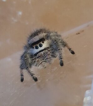 Skákavky Phidippus regius