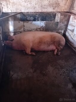 Predám osipanu prasnicu (matku) – 3. krát gravidná