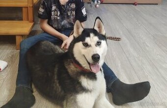 Hasky