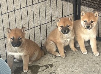Shiba inu