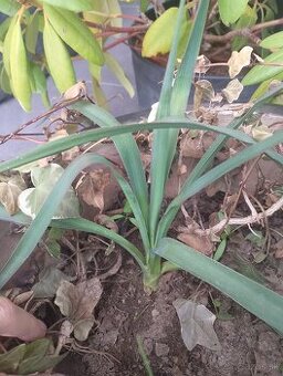 Yucca gloriosa, juka gloriosa mrazuvzdorna