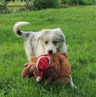 Border kolie  , Collie  , kolia