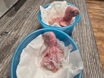Ara ararauna - mláďatká na ručné dokŕmenie