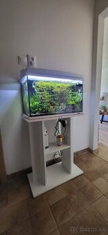 Predam aqarium tetra zo všetkym