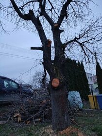 Ceresna drevo kmen