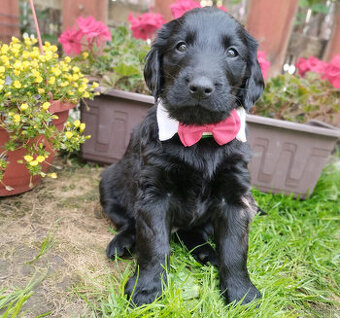 Flat coated retriever - šteniatka s PP