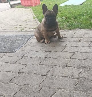 Francuzsky buldoček