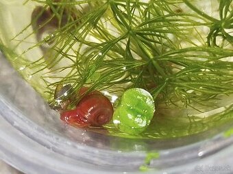 Akváriové slimáky – kotúľky + vežovka malajská