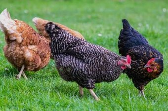 Predám mladé nosnice aj z dovozom