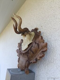 Trofej srnec zhody parohy parožie rarita