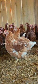 Vysokoznáškové 18 týždňové mládky tesne pred začiatkom znášk