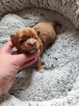 Yorkshire terrier