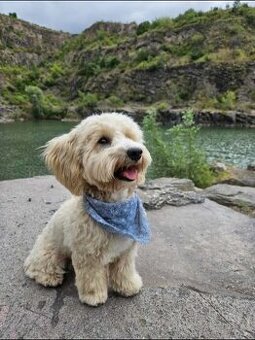 Maltipoo+maltipoo=red maltipoo