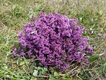 Dopredaj sušených byliniek