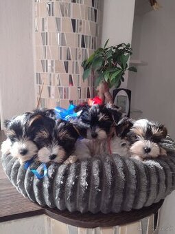 Yorkshirsky teriér, Yorkshire, York,Biewer