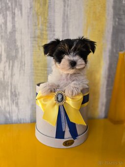 Yorkshirsky teriér, Yorkshire, York,Biewer