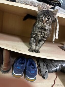 Darujem poloperske mačiatko