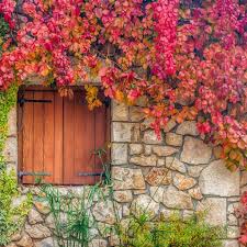 Pavinič päťlaločný 1ks 1€