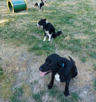 Výcvik psov - tréner