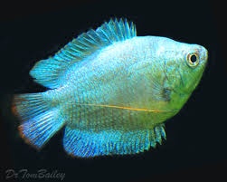 Čichavec zakrslý - 1