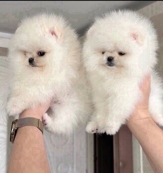 Krásne šteniatka pomeranskeho špica k dispozícii na adopciu