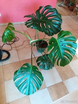 Monstera1, stálozelený izbový kvet