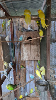 Andulky, papagáj spevavý, kakariky