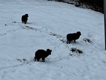 Quessantské mini ovce