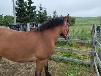 Na predaj ťazna kobyla