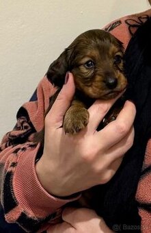 Predám šteniatka jazvecika dlhosrsteho