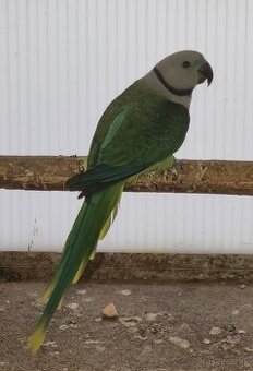 Alexander šedý holubí 0.1