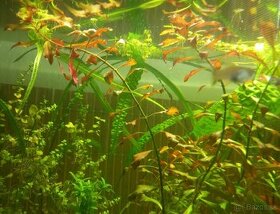 Rastliny do akvária - 1