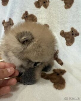 Pomeranian mini