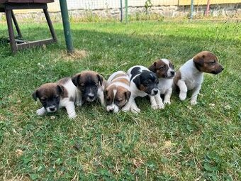 Jack Russell