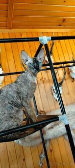 Hľadám kocúra na krytie - Sphynx - 1