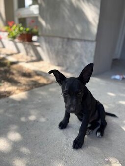 Kríženec Pitbull