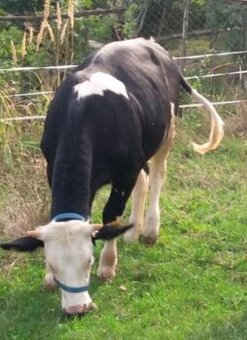 Jalovička 9 mesačná