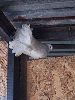 Predám holuby vtáčiky