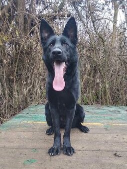 Nemecký ovčiak s PP - 1