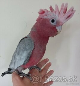 Kakadu ružový - 1