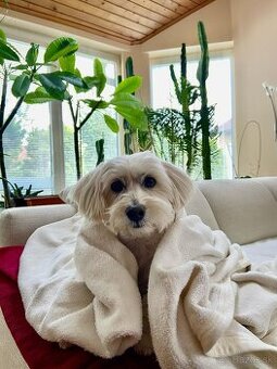 Pamacs hľadá frajerku 🐶❤️ - na krytie