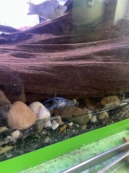 Ancistrus sp